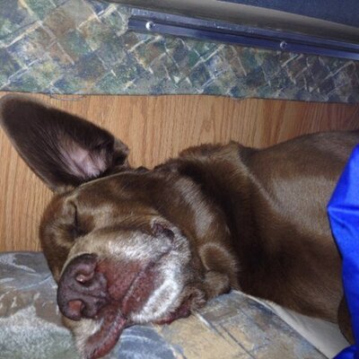 Profile Picture of J. Lucarelli (@Jlucarelli2) on Twitter