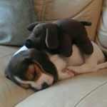 Profile Picture of bob (@bob_the_beagle_01) on Instagram