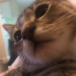 Profile Picture of Theo Jones (@theodoro_cat_jones) on Instagram