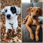 Profile Picture of Briana Gorneault (@mila.murph) on Instagram