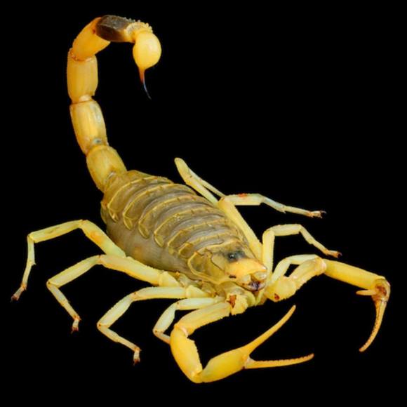 Profile Picture of Chuckie Murphy (@rachmm4) on Poshmark