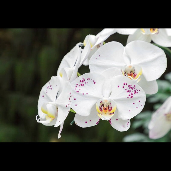 Profile Picture of Stephanie Mcisaac (@stephmcisaac) on Poshmark