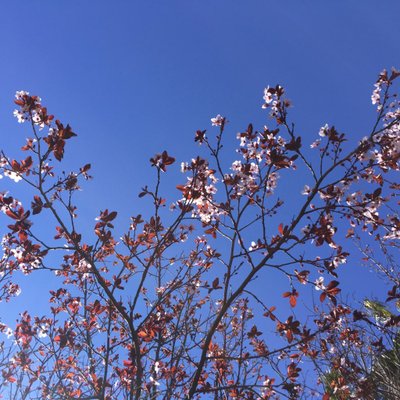 Profile Picture of Lauro Jaime (@LauroMark55) on Twitter