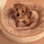 Profile Picture of Debra Delduchetto (@henrythenorfolk) on Instagram