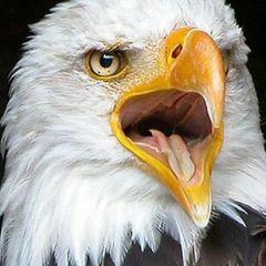 Profile Picture of Alexander Varon (@alexvaron731) on Twitter