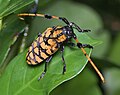 Profile Picture of Aristobia reticulatoron Wikipedia