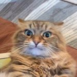Profile Picture of Jessica Pulsifer (@jess___the___mess__) on Instagram