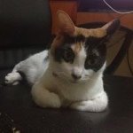 Profile Picture of Zhiwei Huang (@zhiwei__huang) on Instagram