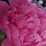 Profile Picture of Kerstin Neumann (@kerstinfahrschule) on Instagram