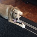 Profile Picture of Chris Heiner (@chrisjheiner) on Instagram