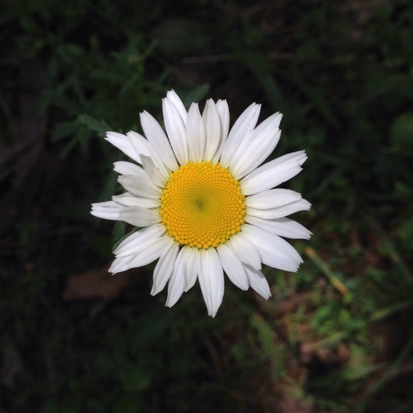 Profile Picture of Leann Hollis (@kcmoitems) on Poshmark