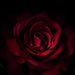 Profile Picture of Robin O'Hagan (@peridot25) on Pinterest