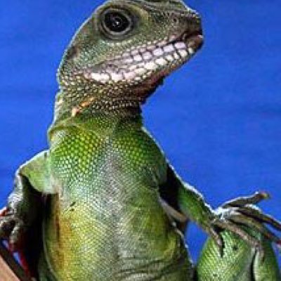 Profile Picture of Audrey Worrell (@saintcecilia123) on Twitter