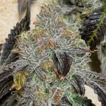 Clinton Younge - Instagram Profile Picture of Clinton Younge (@phatpharmer) on Instagram