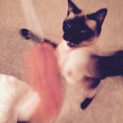 Profile Picture of Shirley Secrest (@shirlgirl2012) on Twitter