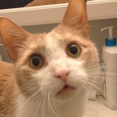 Profile Picture of Matthew Warnock (@Flufball1) on Twitter