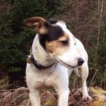 Profile Picture of Buddy (@buddytheparsonsjackrussell) on Instagram