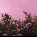 Profile Picture of Yasmine Abdelkarim (@yasmine.abdelkarim.73) on Facebook