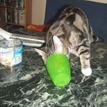 Profile Picture of Michael Raschke (@fuselgnom) on Instagram