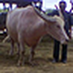 Profile Picture of Ling Ling Zhang (@LingLyz) on Flickr