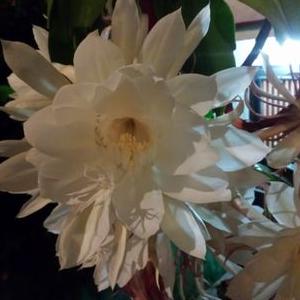 Dilia Silva - Twitter Profile Picture of Dilia Silva (@Dilimsilva) on Twitter