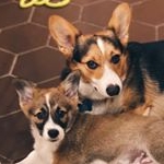 Profile Picture of Franklin & Oliver (@heyitsfranklinthecorgi) on Instagram