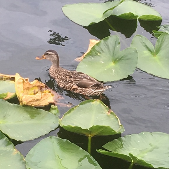 Profile Picture of Joseph Murrow (@jmurrow11) on Poshmark