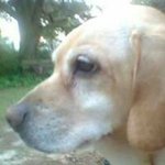 Profile Picture of Ronald Lowe (@ronald.lowe.315) on Instagram