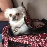 Kim Wallis-Pitt - Instagram Profile Picture of Kim Wallis-Pitt (@knwallispitt) on Instagram