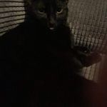 Profile Picture of Amber-rae Marshall (@amberraehepburn) on Instagram