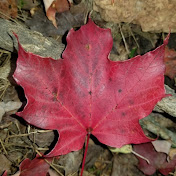 Profile Picture of James Tripp (@jamestripp4402) on Youtube