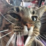 Profile Picture of Andrew Rauch (@incignificant_bliss) on Instagram