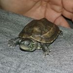 Profile Picture of Myrtle (Reeves turtle) (@myrtle_the_turtle_17) on Instagram