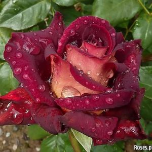 Profile Picture of Strong Sh Strong (@sh-strong) on Myspace