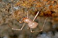 Profile Picture of Eidmannella pallidaon Wikipedia
