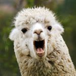 Laurel Hall - UTK - Instagram Profile Picture of Laurel Hall - UTK (@laurelhallutk) on Instagram