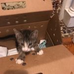 Profile Picture of Krystal Deville (@iggythekittie) on Instagram