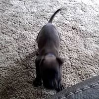 Profile Picture of Devin Halsey (@devinhalsey) on Pinterest