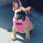 Profile Picture of Joseph Sforza (@cultivation_caviar) on Instagram