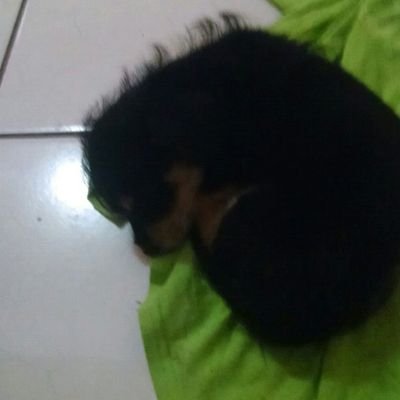 Profile Picture of Jared Pereira (@JaredPereira5) on Twitter