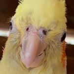 Profile Picture of Ariel (@arieltheparrot) on Instagram