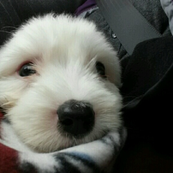 Lori Nuzzo - Poshmark Profile Picture of Lori Nuzzo (@hiyouitsme) on Poshmark