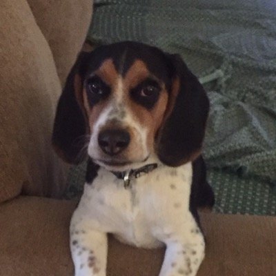 Profile Picture of Chris Kirschner (@Tricepticon1) on Twitter