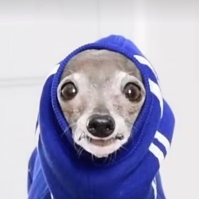 Profile Picture of Jonathan Meaders (@doginahood) on Twitter