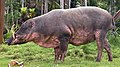 Profile Picture of Togian babirusaon Wikipedia