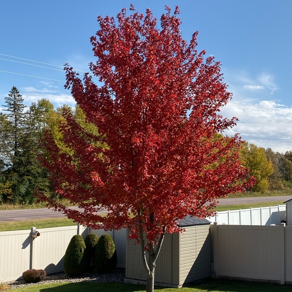 Profile Picture of Sheryl Breidenbach (@scout1270) on Poshmark