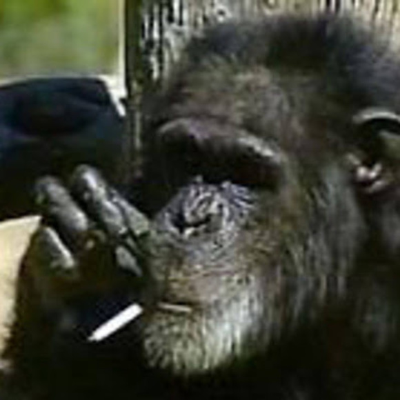 Profile Picture of Ariel Marquez (@arielmarquez200) on Poshmark