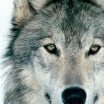 Profile Picture of crystal fabian (@crystalfabian) on Instagram