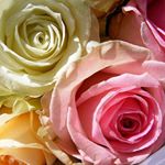 Profile Picture of Adam Braunstein (@carladambraunstein) on Instagram