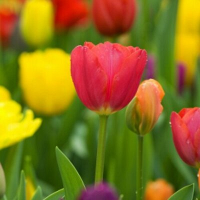 Profile Picture of Pooja Handa (@HandaPooja) on Twitter
